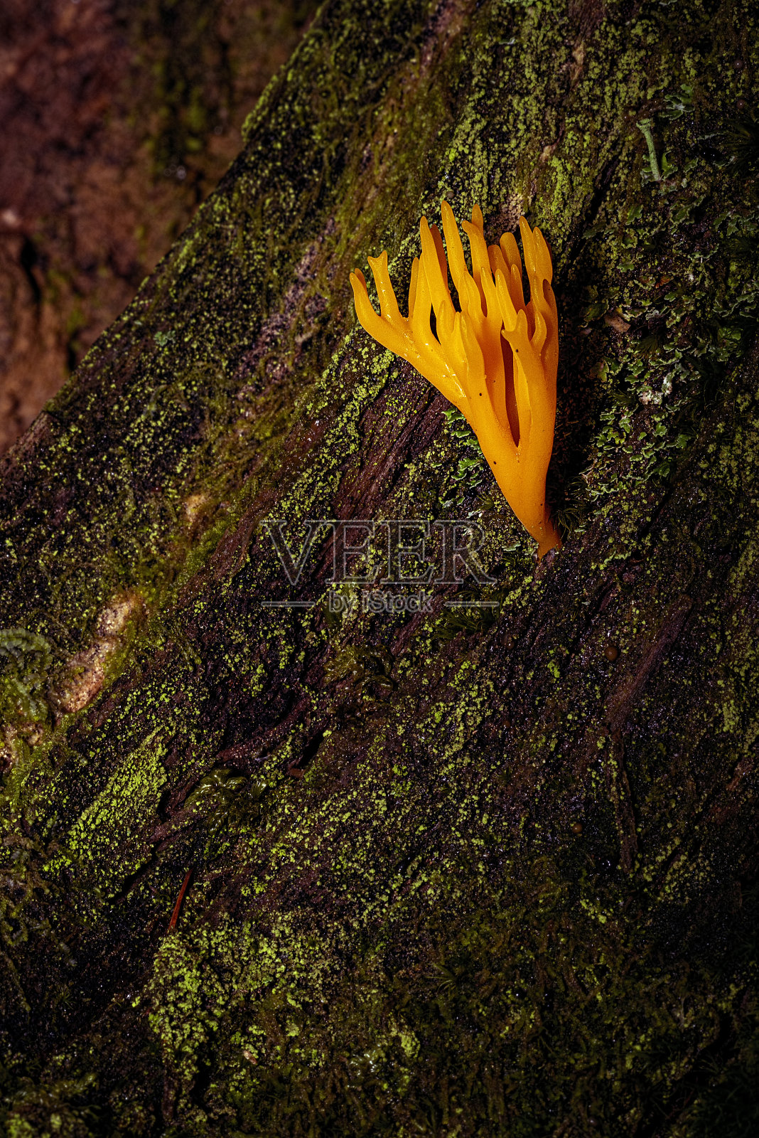 蘑菇stagshorn照片摄影图片