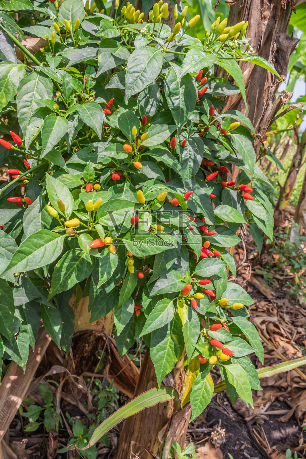 黄色，橙色和红辣椒的辣椒植物(辣椒)，乌干达，非洲照片摄影图片