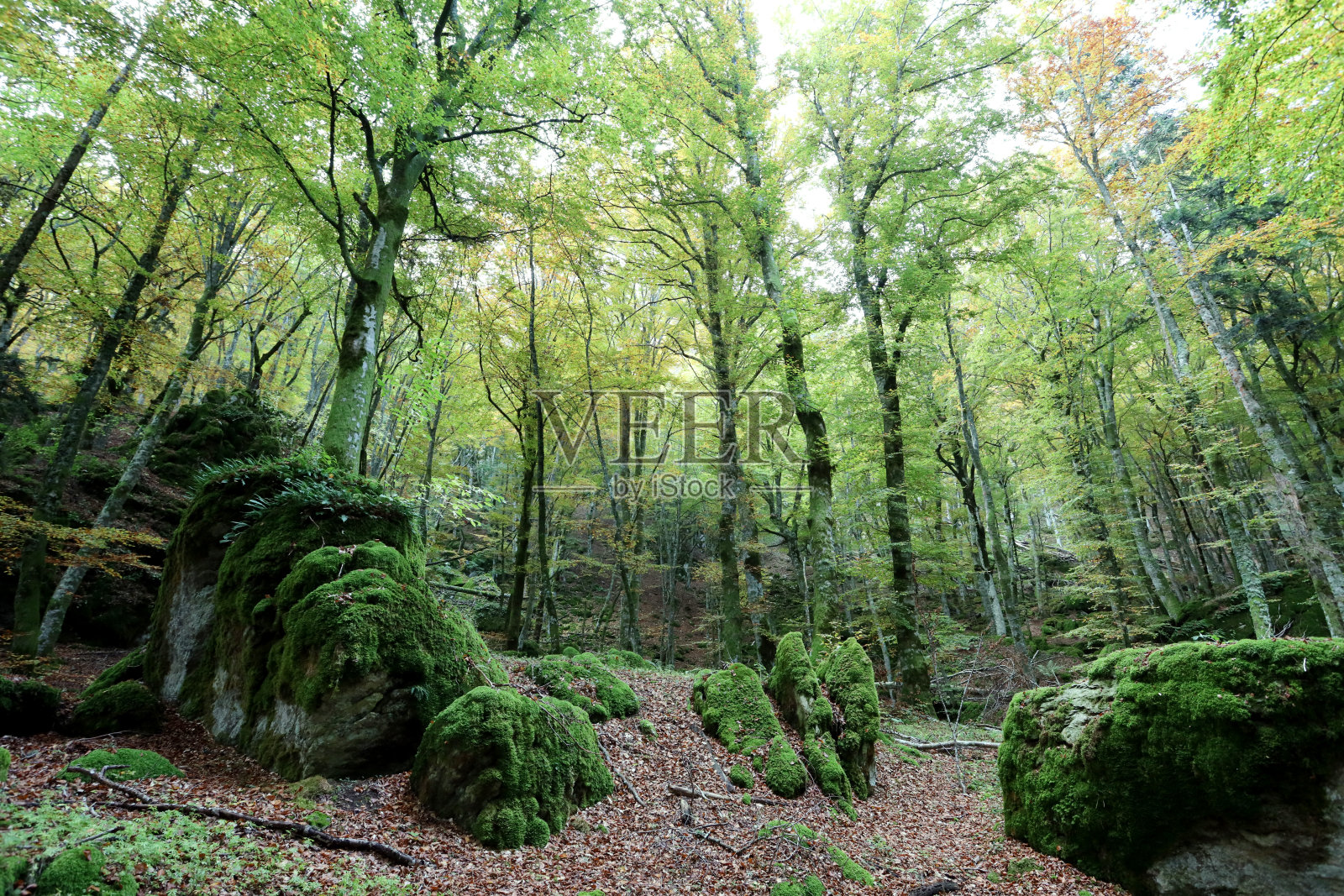森林中的树木照片摄影图片