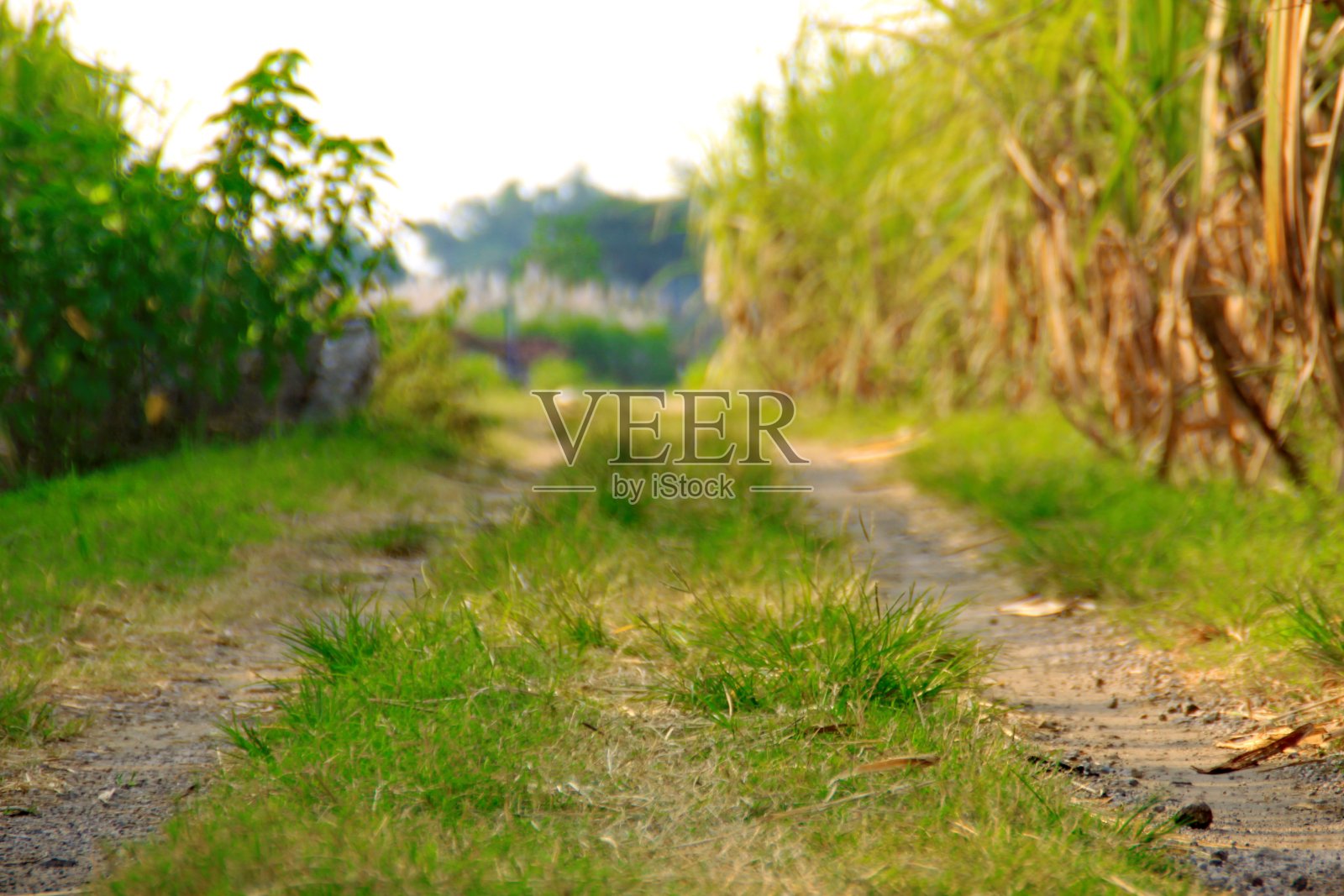 在亚洲种植园的稻田里散步照片摄影图片