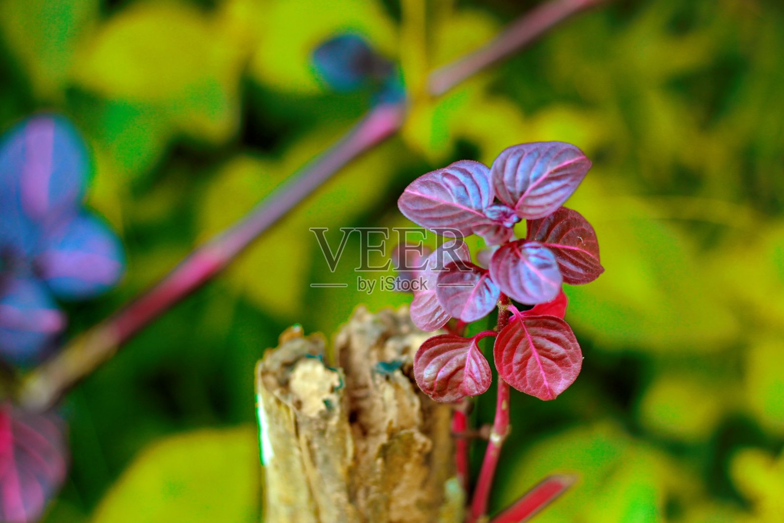 老树之间开花照片摄影图片