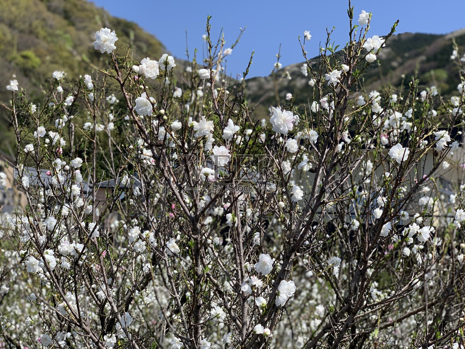梨花开花照片摄影图片