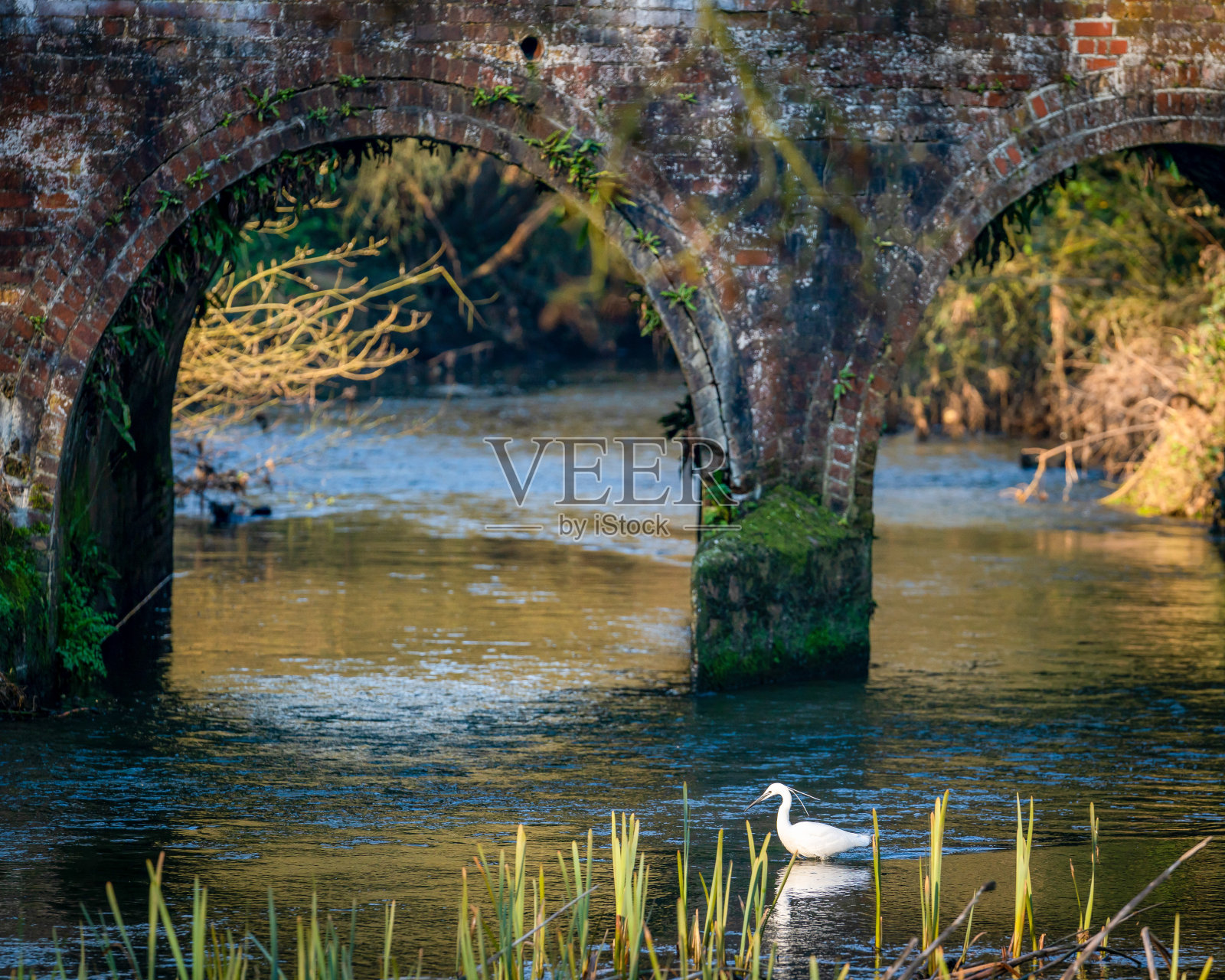 小白鹭照片摄影图片