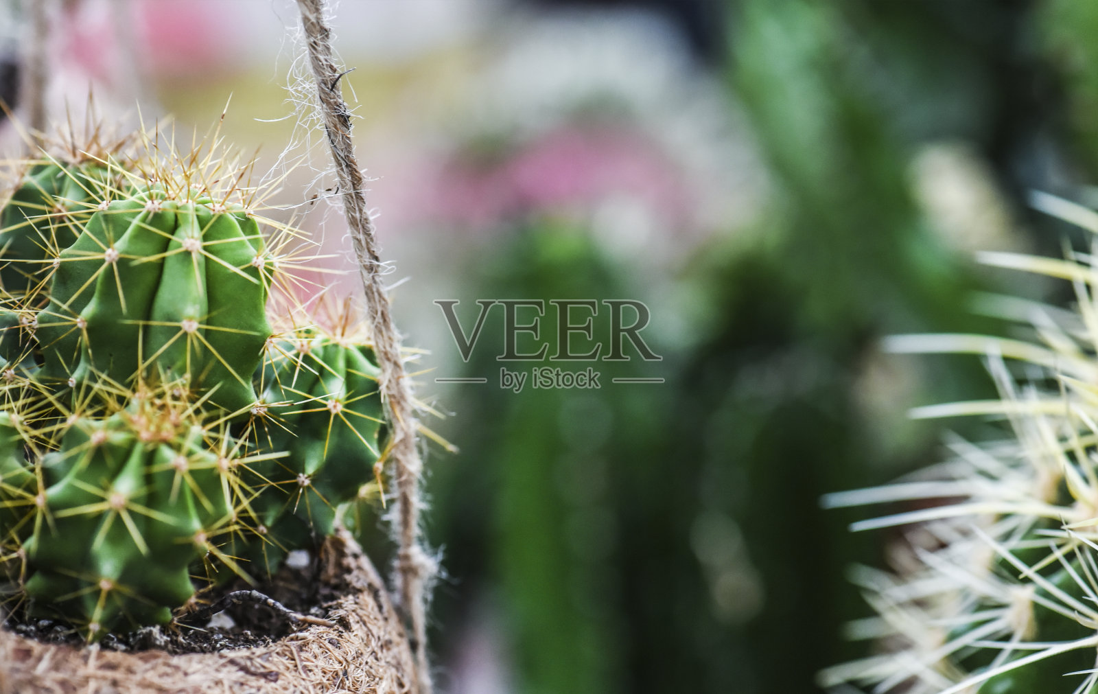 盆中各种仙人掌和肉质植物照片摄影图片