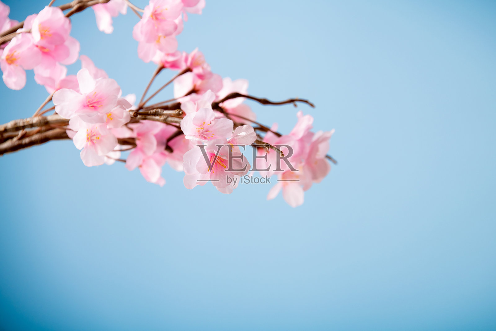 蓝色背景上的人造樱花，春季图片照片摄影图片