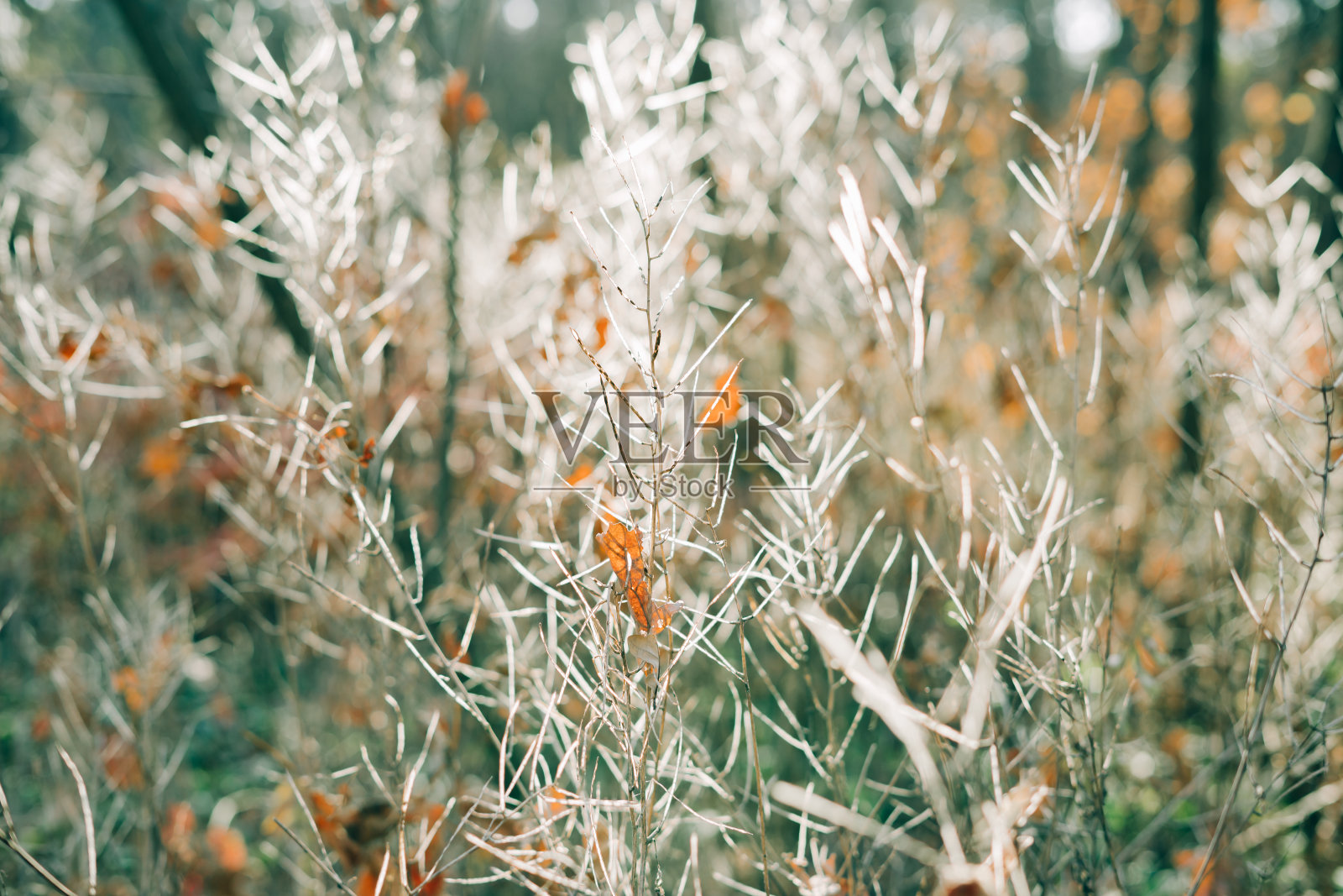 在秋天的森林里，被夕阳照耀的枯草的银色树枝照片摄影图片