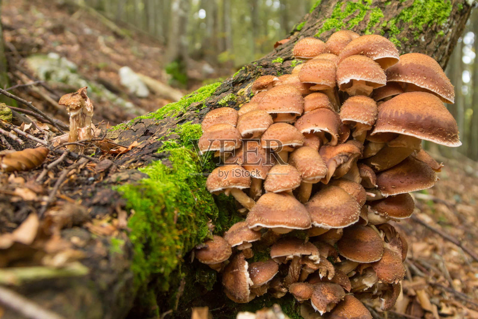 树干上的蘑菇。秋天的风景。棕色蘑菇照片摄影图片