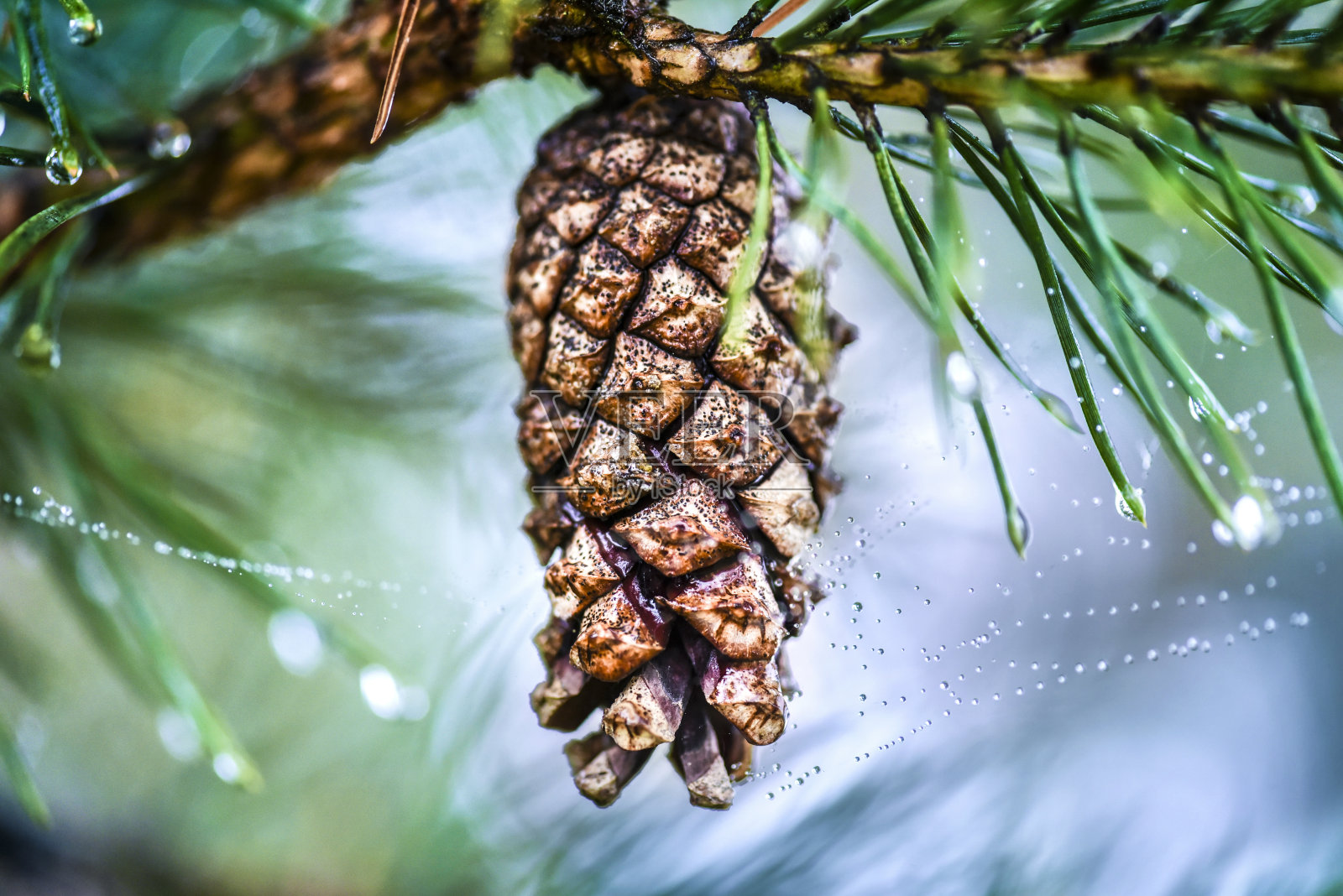 松果枝照片摄影图片