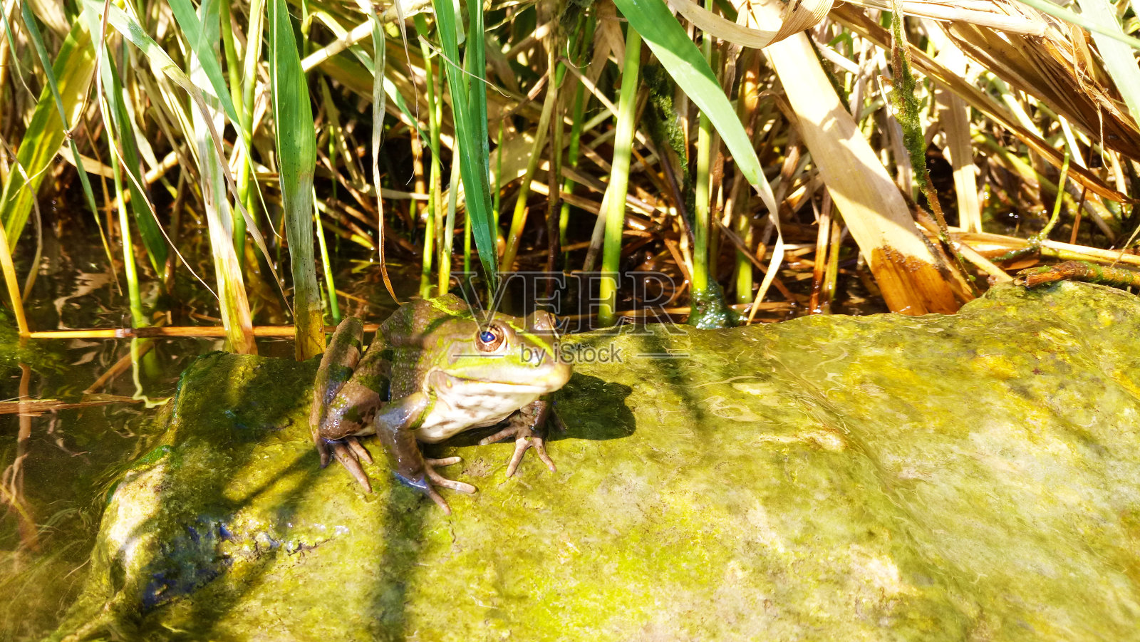 河边的青蛙，象征着财富、好运和幸福照片摄影图片