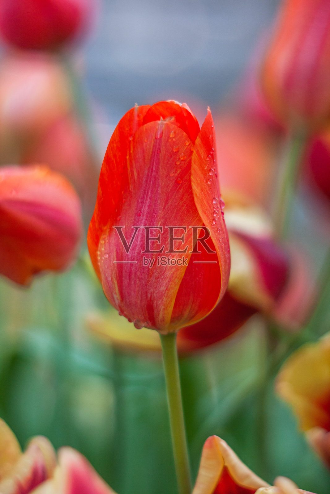 近距离观察植物园里的红色郁金香照片摄影图片