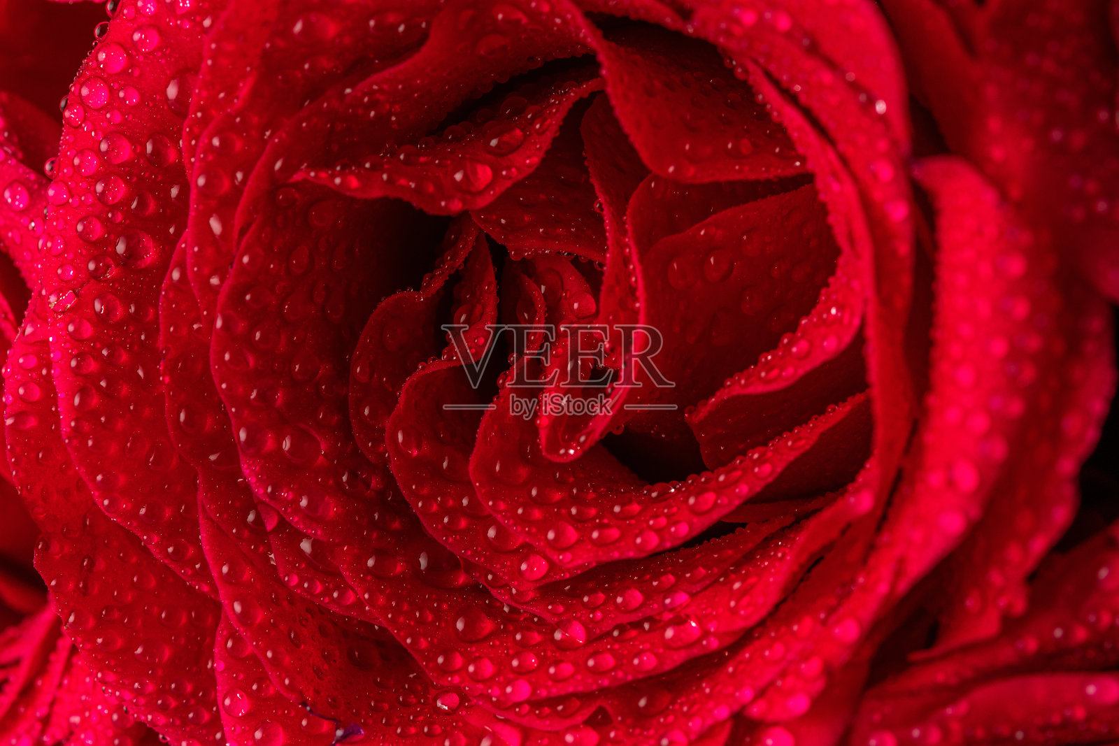 天然红玫瑰与水滴特写。情人节、妇女节的贺卡。节日的概念。照片摄影图片