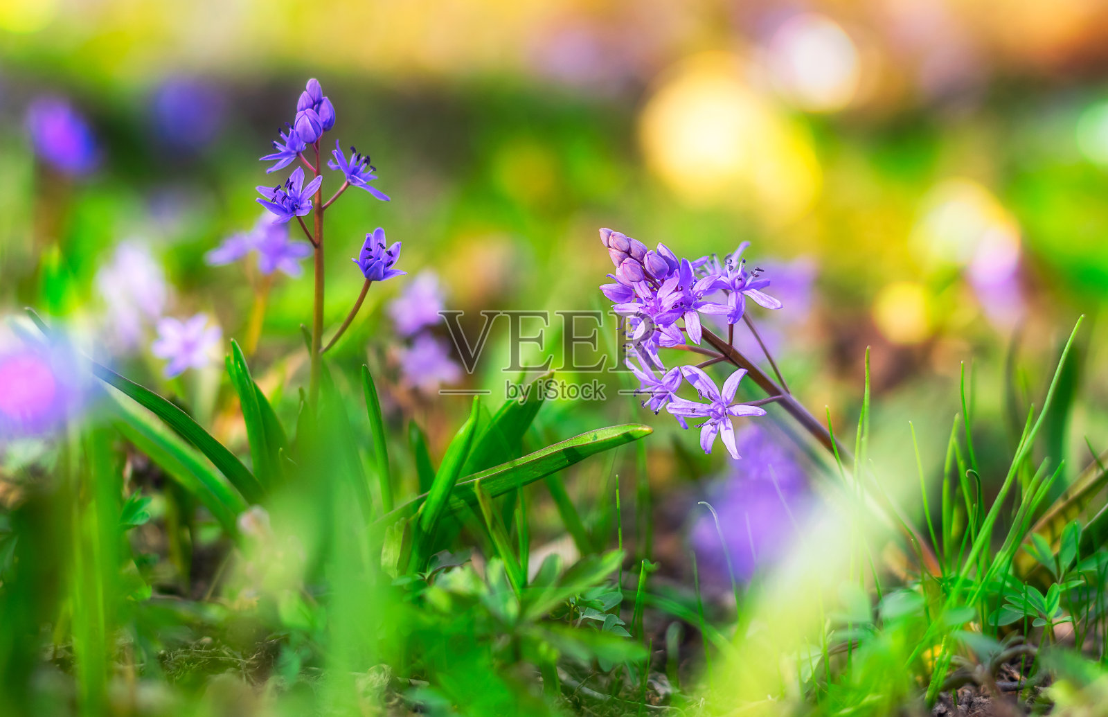 春天的色彩洒在了森林地上，鲜花和植被上照片摄影图片
