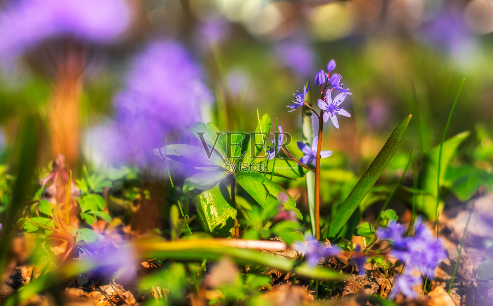 春天的色彩洒在了森林地上，鲜花和植被上照片摄影图片