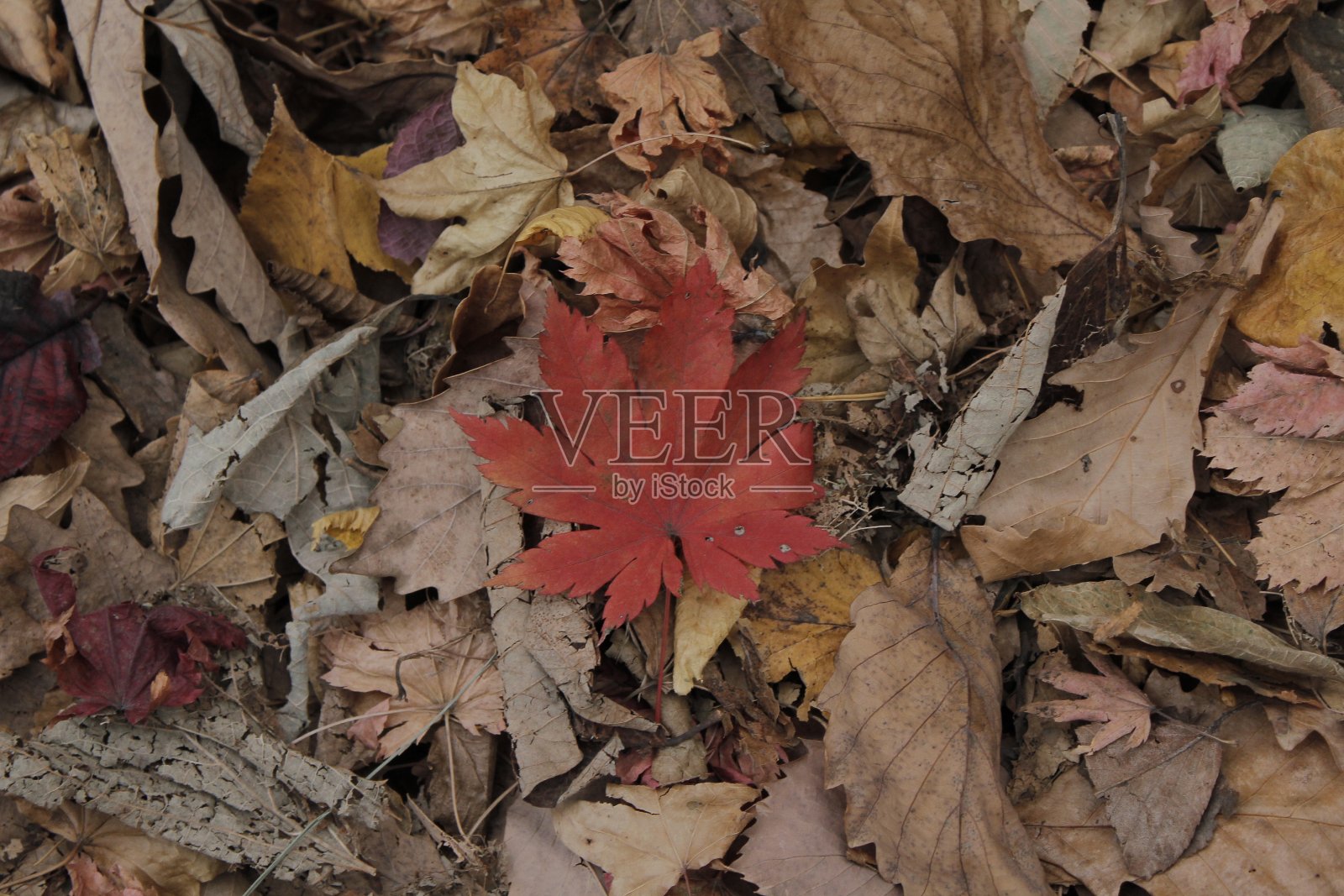 落叶照片摄影图片