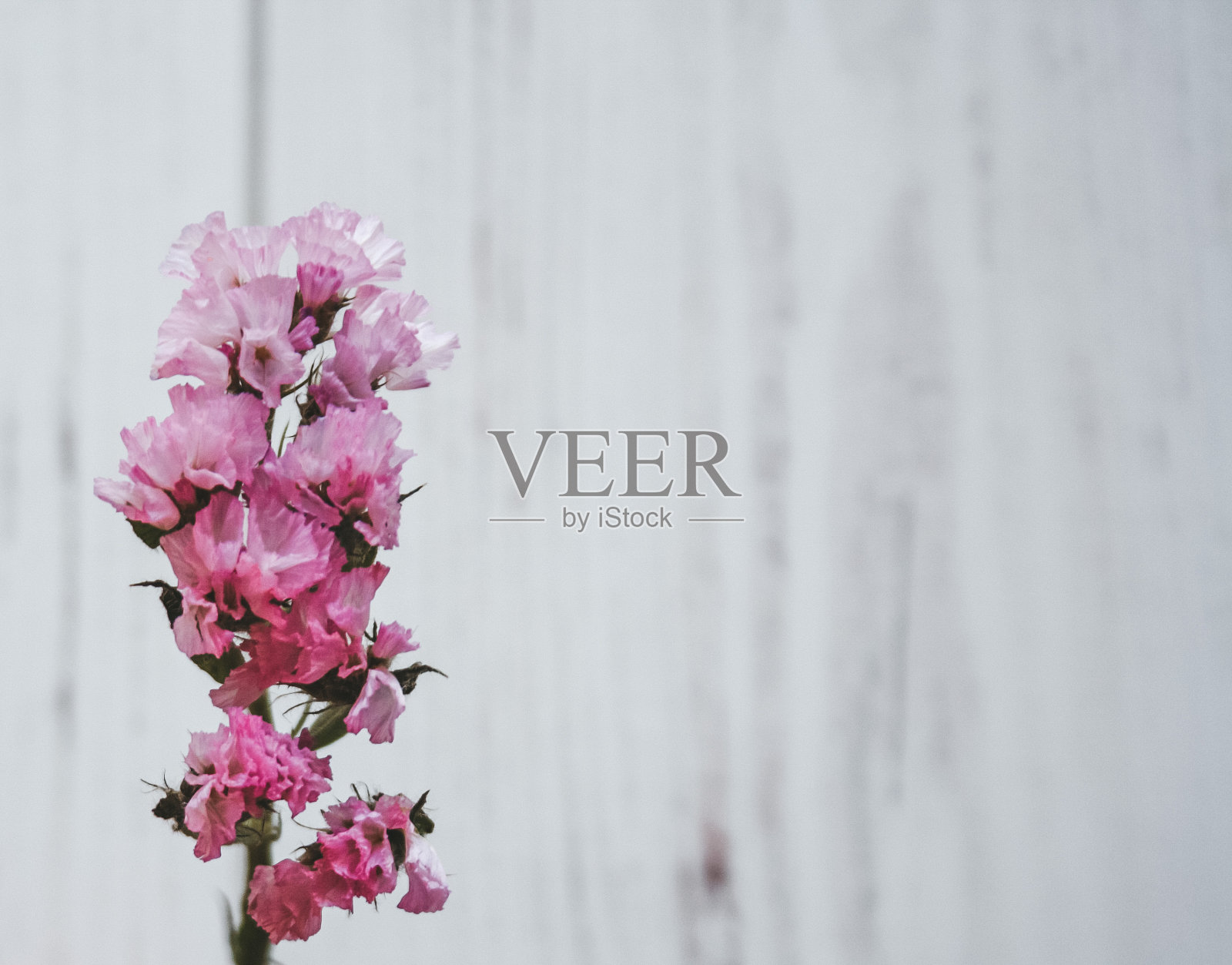 粉红色开花植物特写镜头照片摄影图片