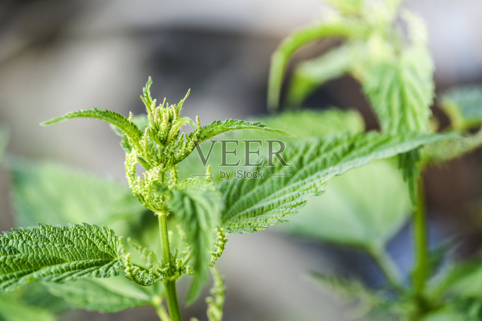 普通荨麻或刺荨麻的细部或近处。照片摄影图片