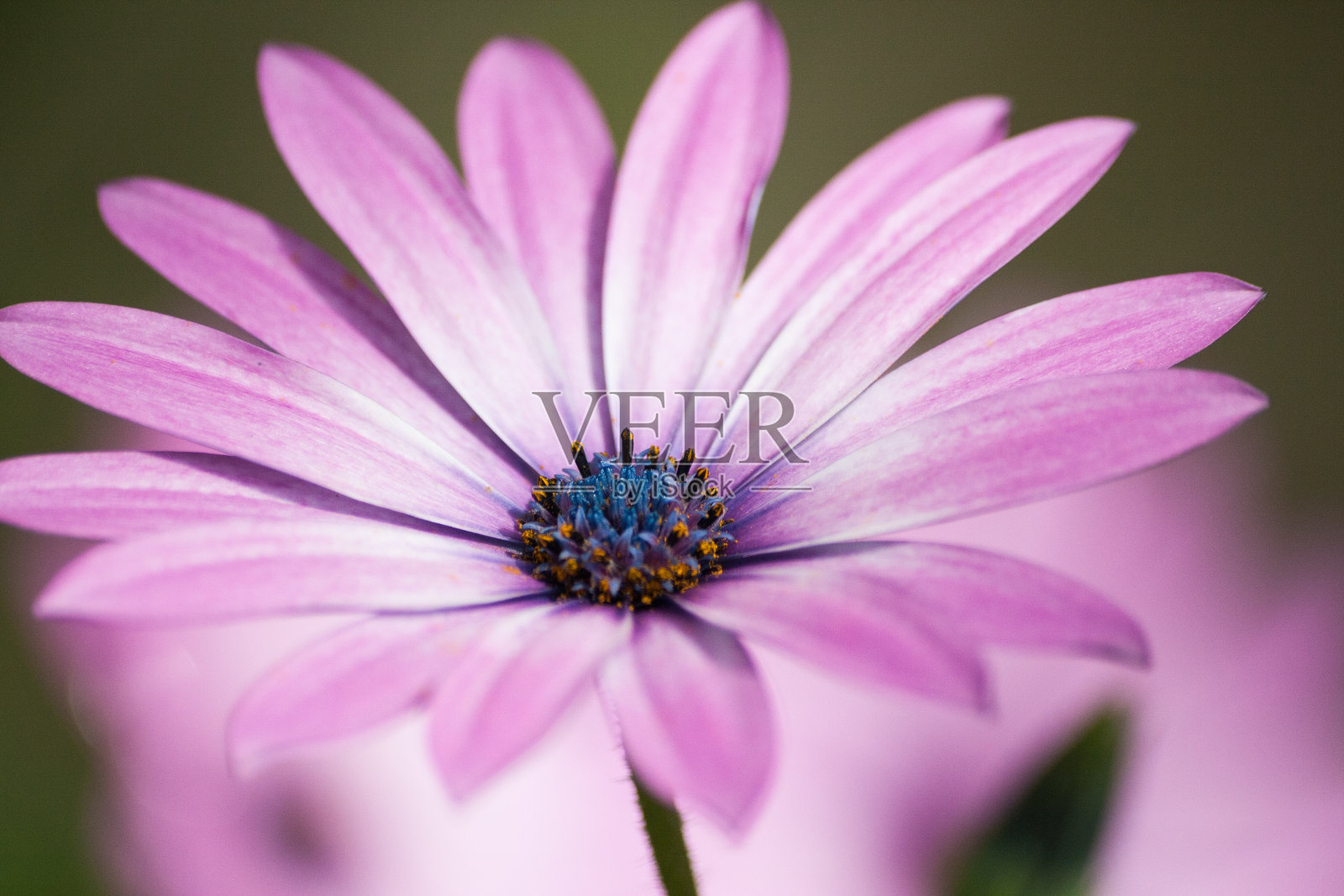 爱尔兰都柏林植物园的鲜花特写照片摄影图片