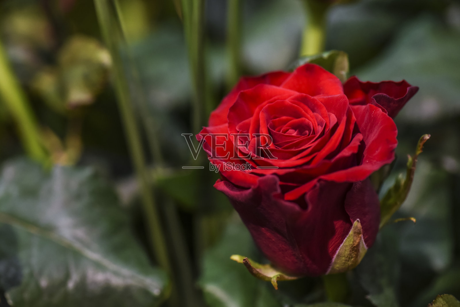 一束豪华的红玫瑰。照片摄影图片