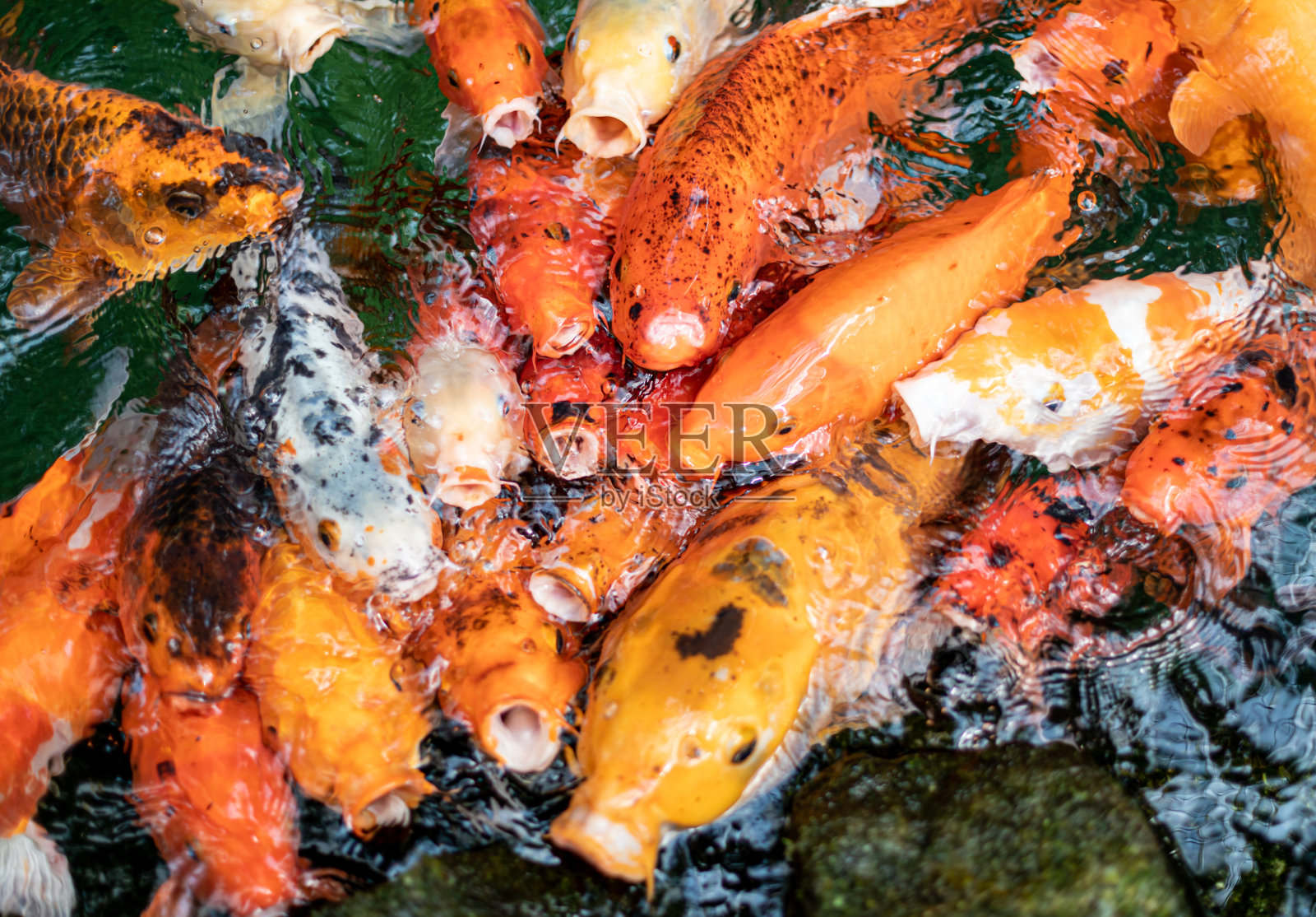 从上面看，五颜六色的装饰鱼漂浮在一个人工池塘里照片摄影图片