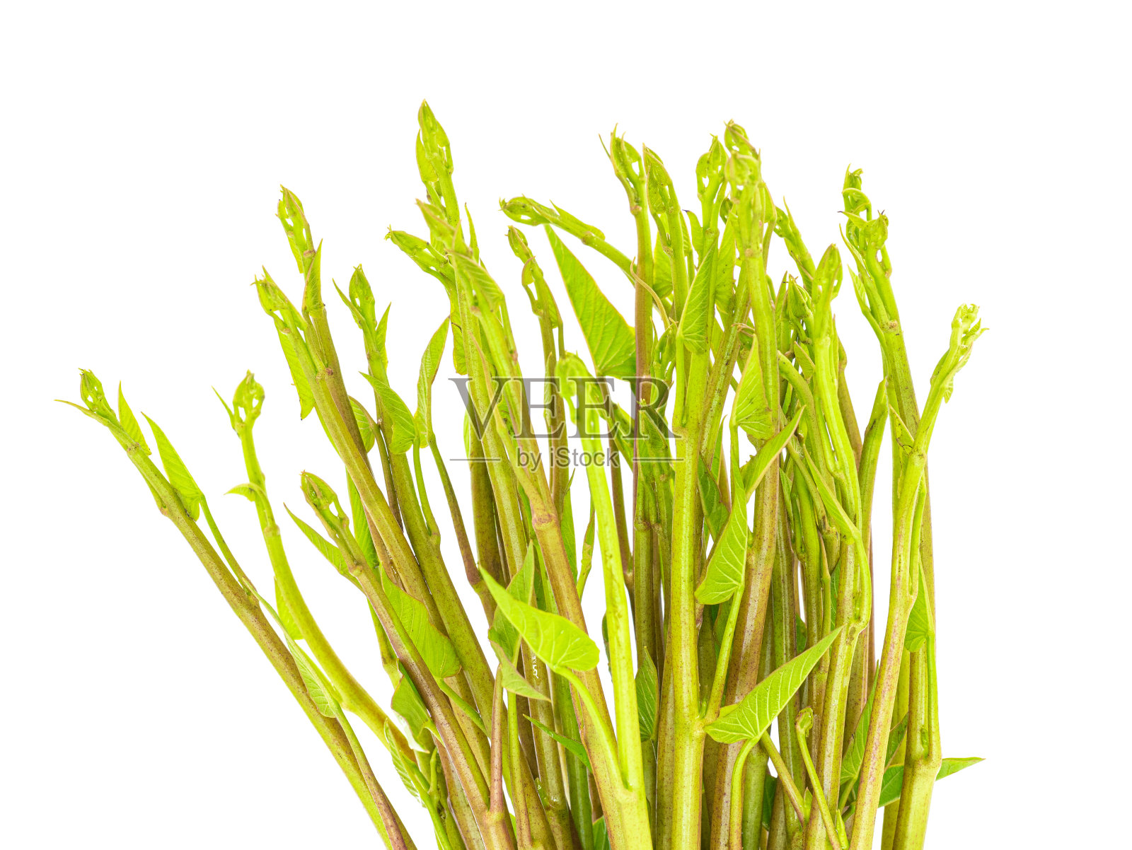 水番石榴或沼泽牵牛花孤立在白色背景上。剪切路径照片摄影图片