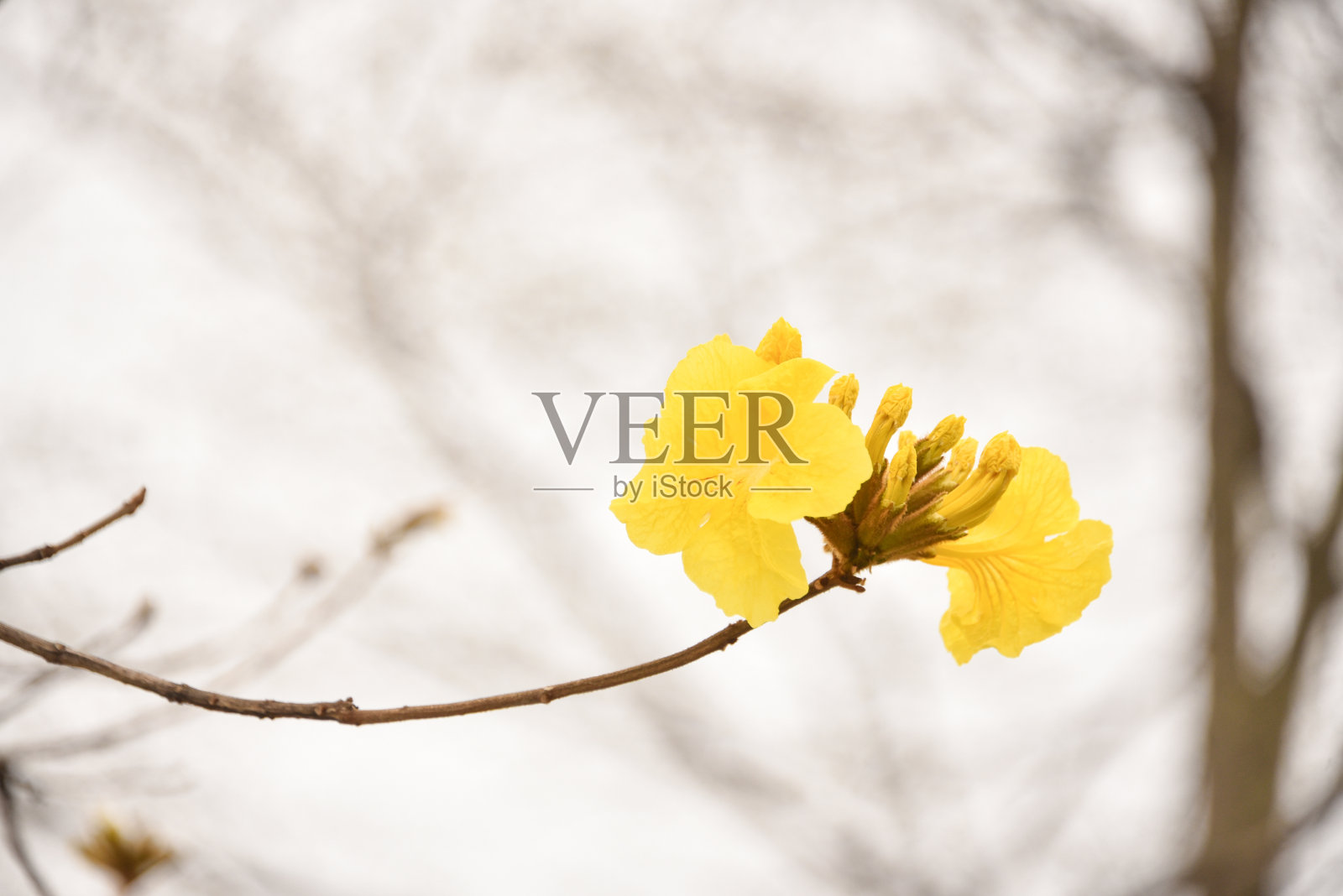 春天盛开的金色风铃木，中国广东江门照片摄影图片