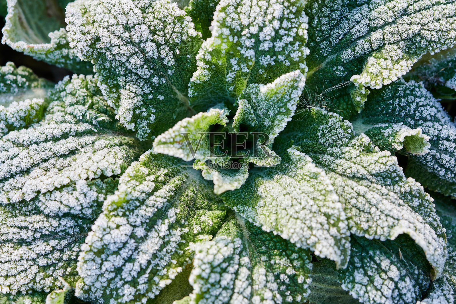 植物的绿色叶子上有霜照片摄影图片