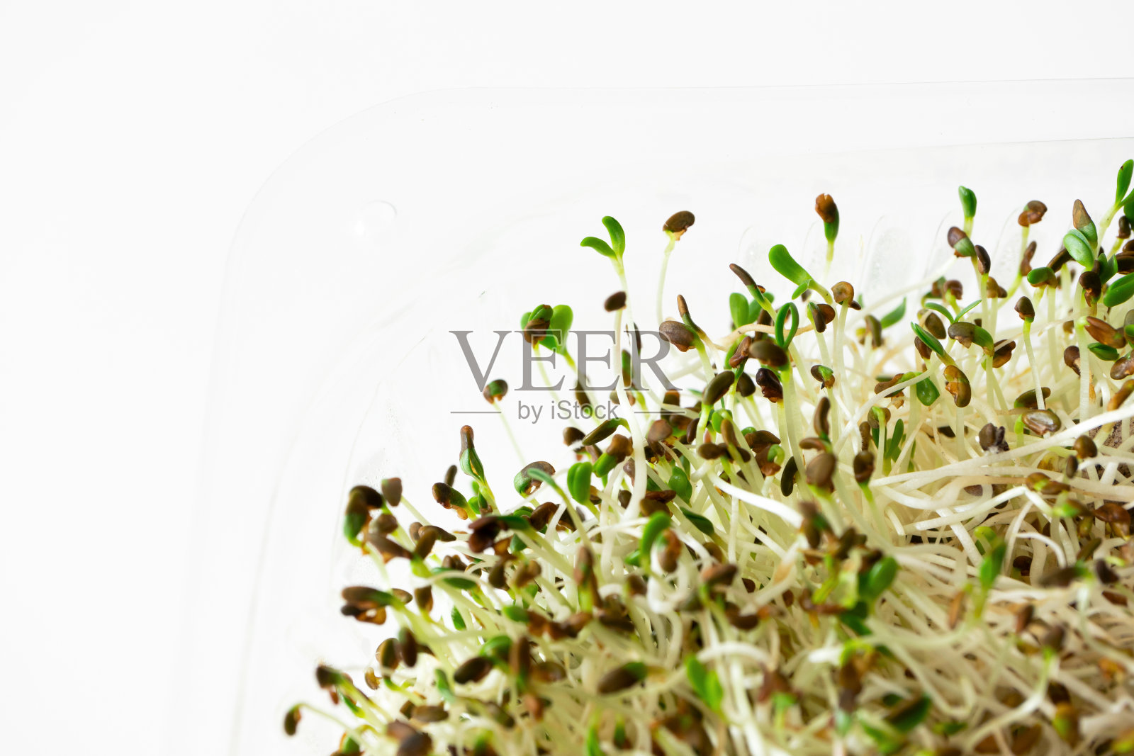 宏紫花苜蓿微绿色芽在白色背景与复制空间和选择性焦点。超级食物,特写镜头。健康生活方式和饮食的概念照片摄影图片