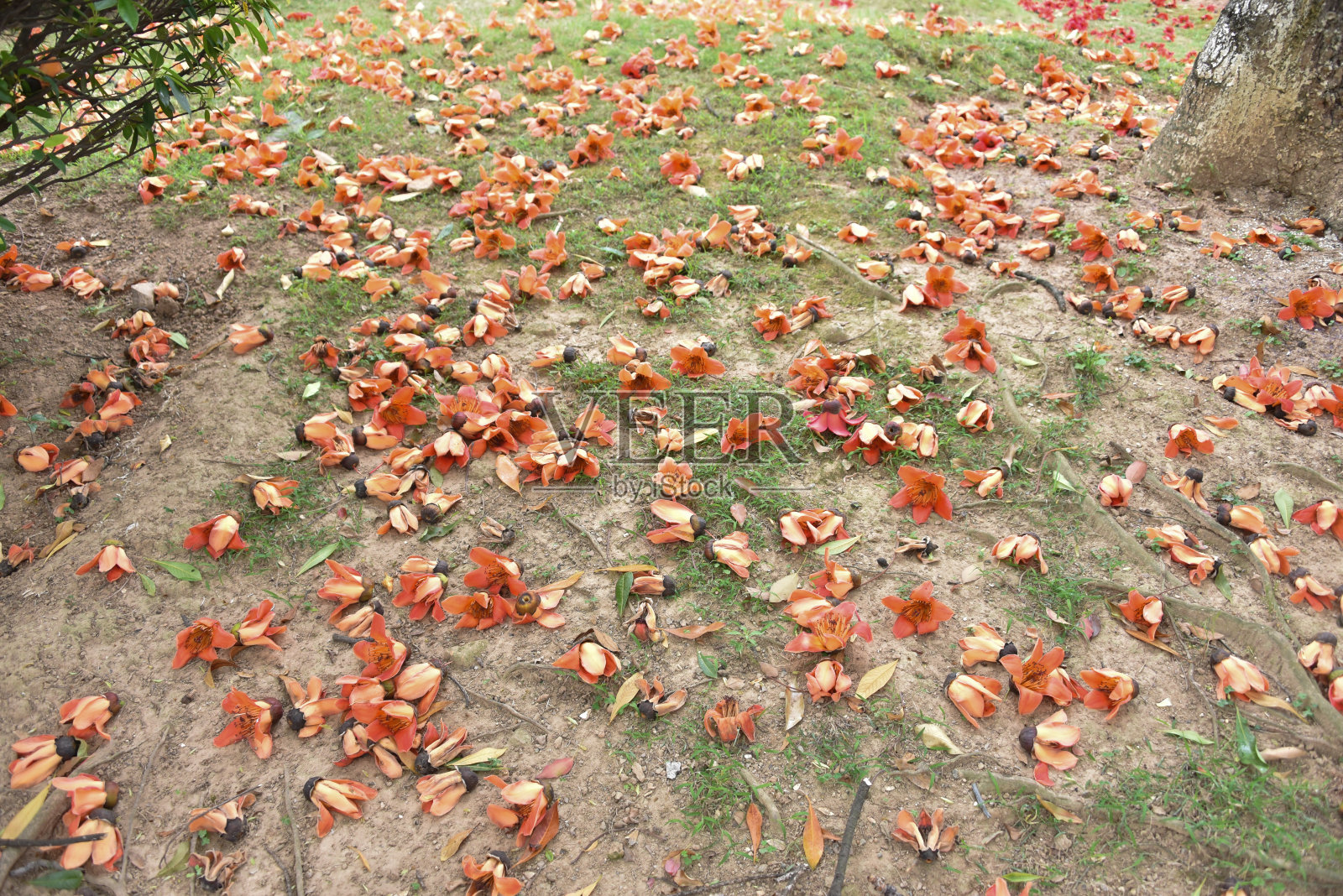 春天，木棉落在草地上。照片摄影图片