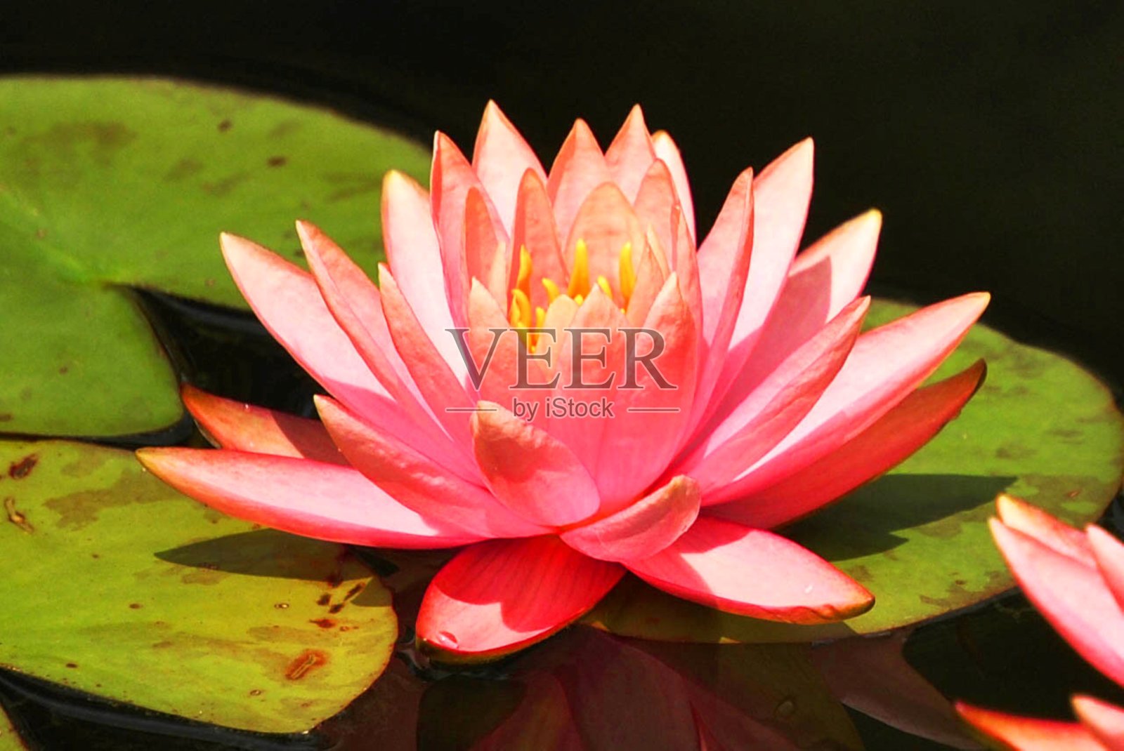 莲花照片摄影图片