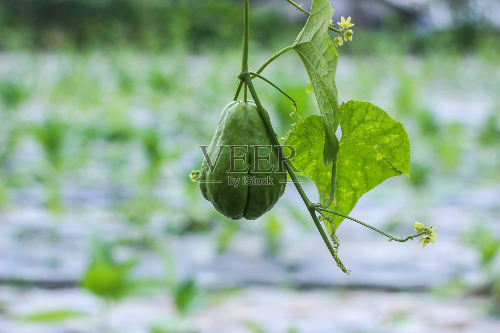新鲜的佛手南瓜被叶子包围照片摄影图片