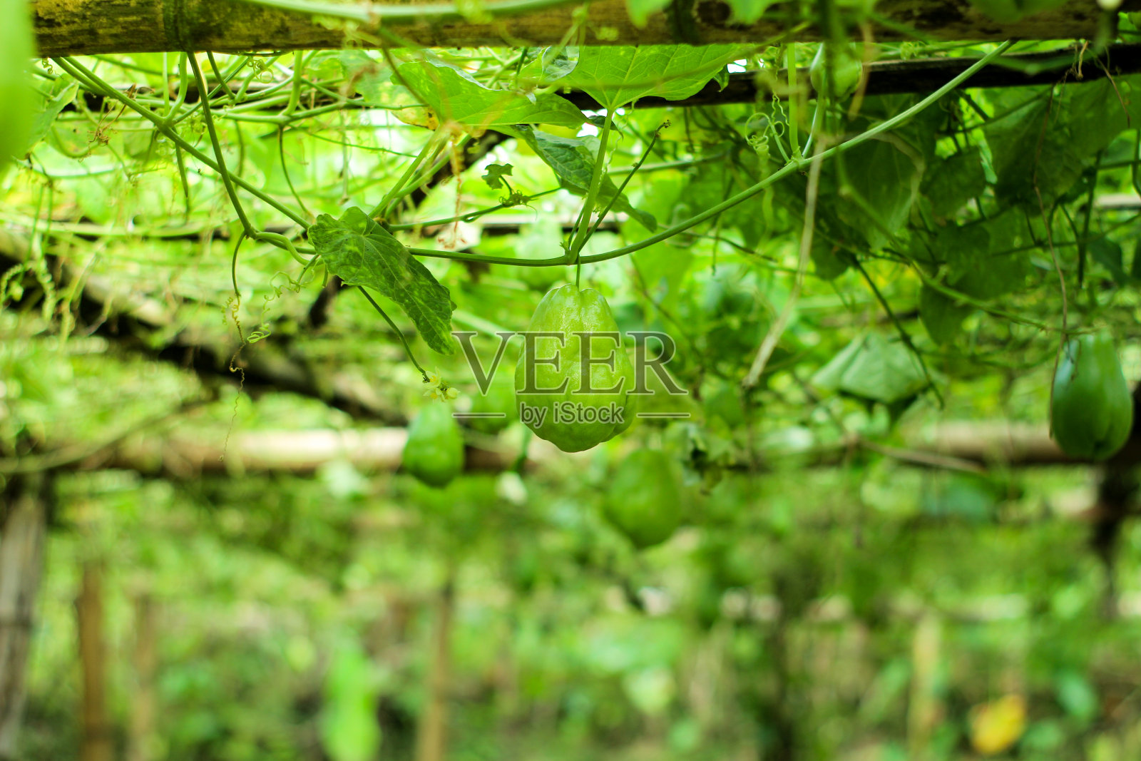 新鲜的佛手南瓜被叶子包围照片摄影图片