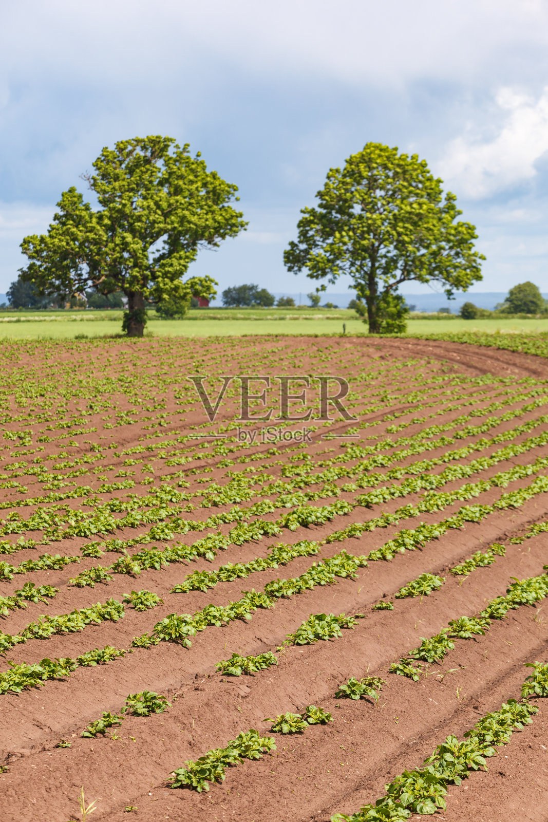 乡村景观与马铃薯种植照片摄影图片