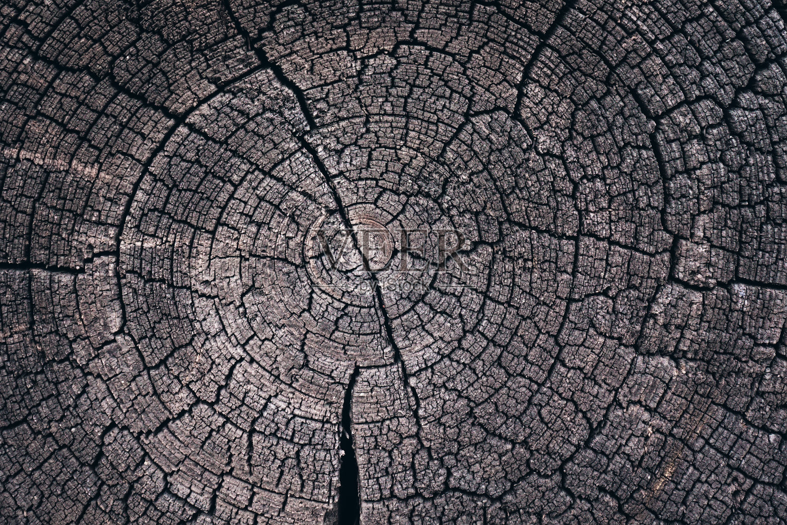 被伐倒的树干或树桩的棕色和橙色调。年轮有粗糙的有机纹理，尾纹近。照片摄影图片