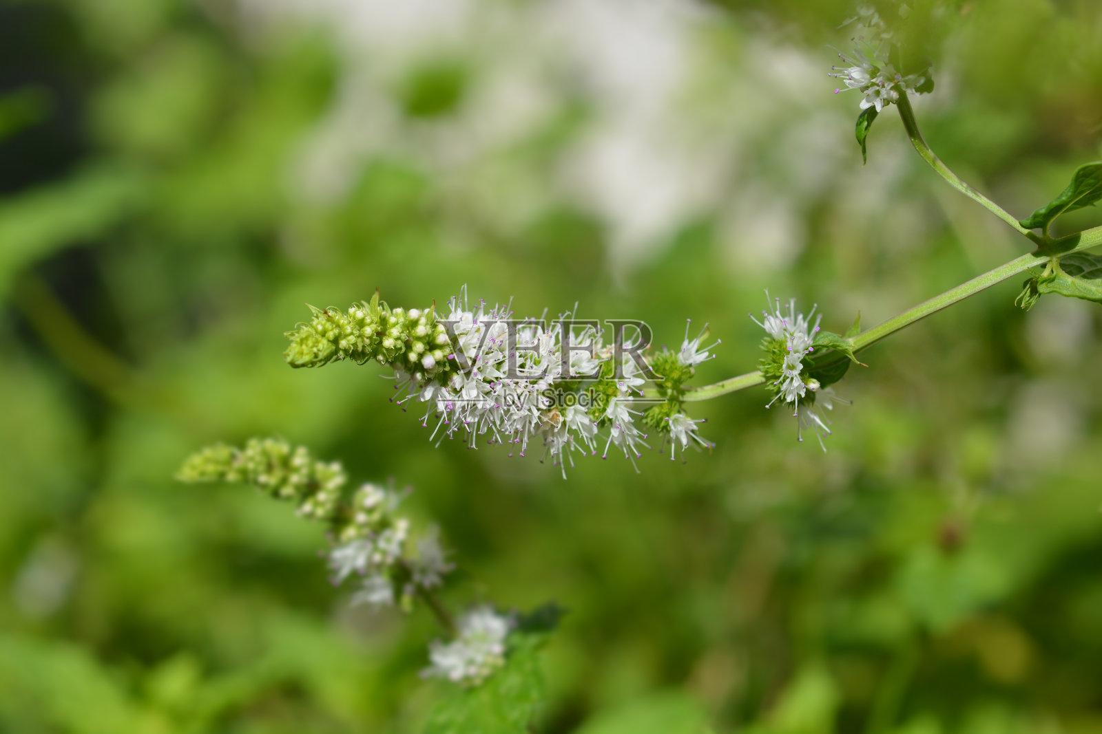 常见的薄荷花照片摄影图片