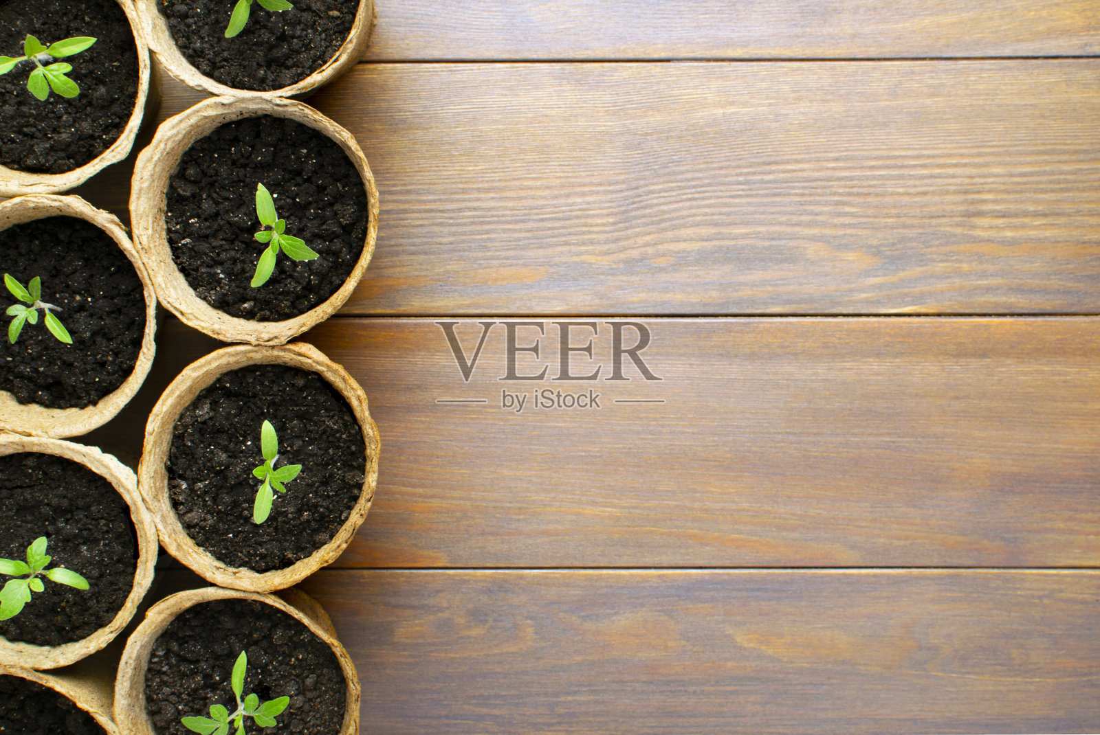 树苗在木背景的盆里。园艺的概念。照片摄影图片