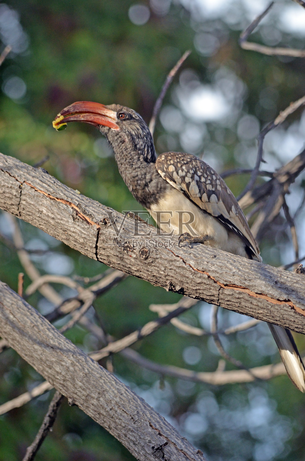 纳米比亚比尔的一种带有种子的芒特里奥斯犀鸟照片摄影图片