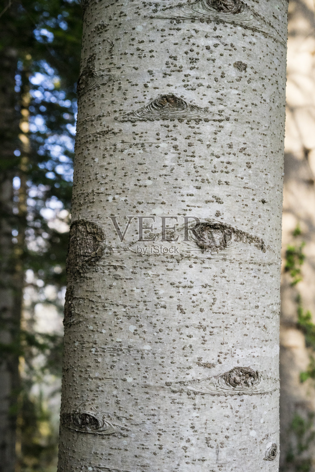 大自然之眼，赤杨结的特写，赤杨照片摄影图片
