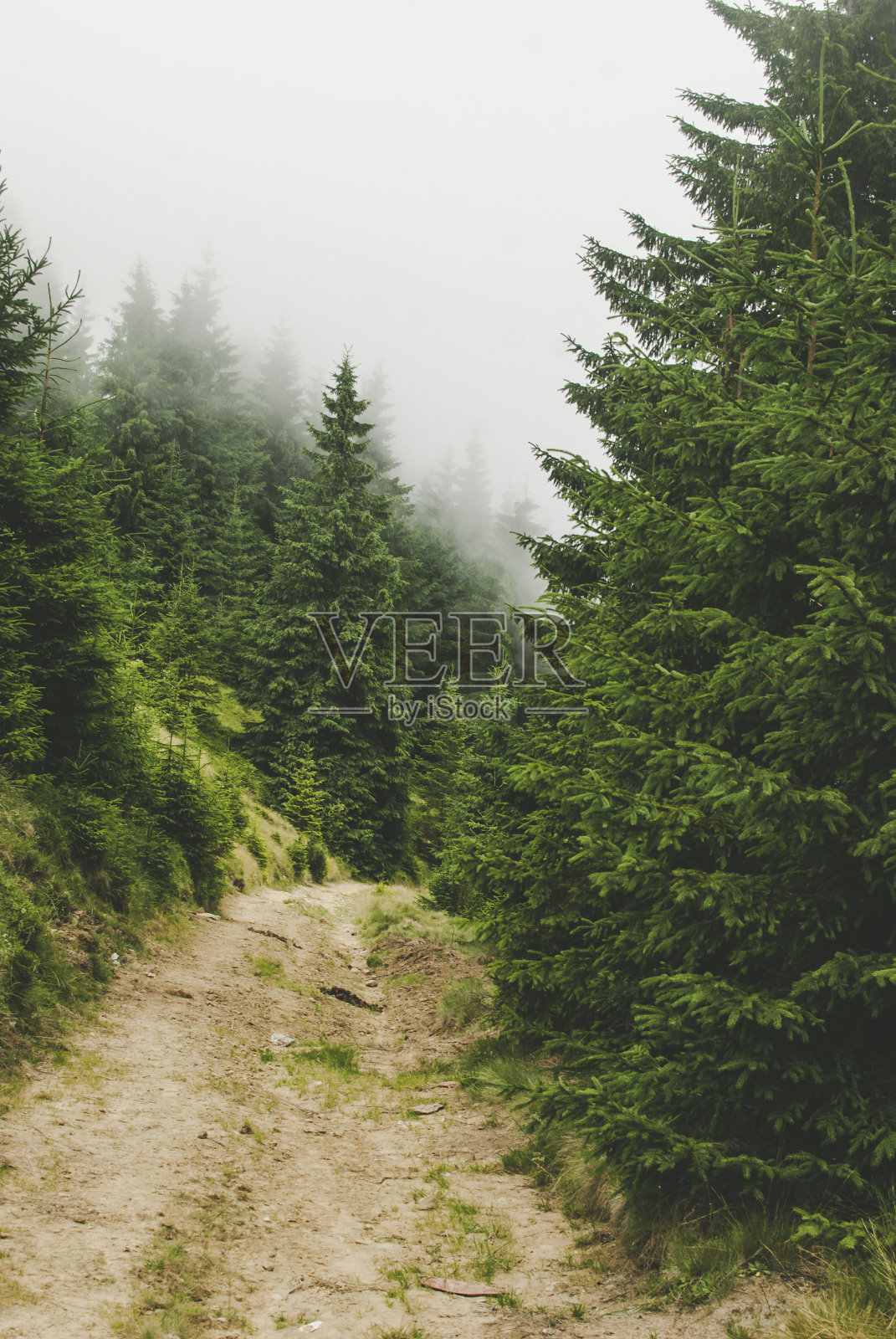 浓雾笼罩下喀尔巴阡山脉野营时的照片。山上长满了松树和绿草。照片摄影图片