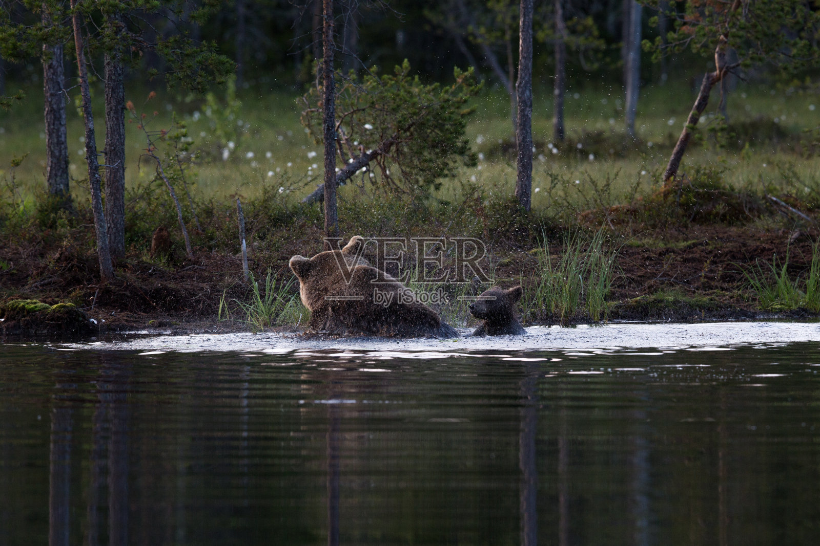 熊宝宝和熊妈妈在湖里学习游泳照片摄影图片