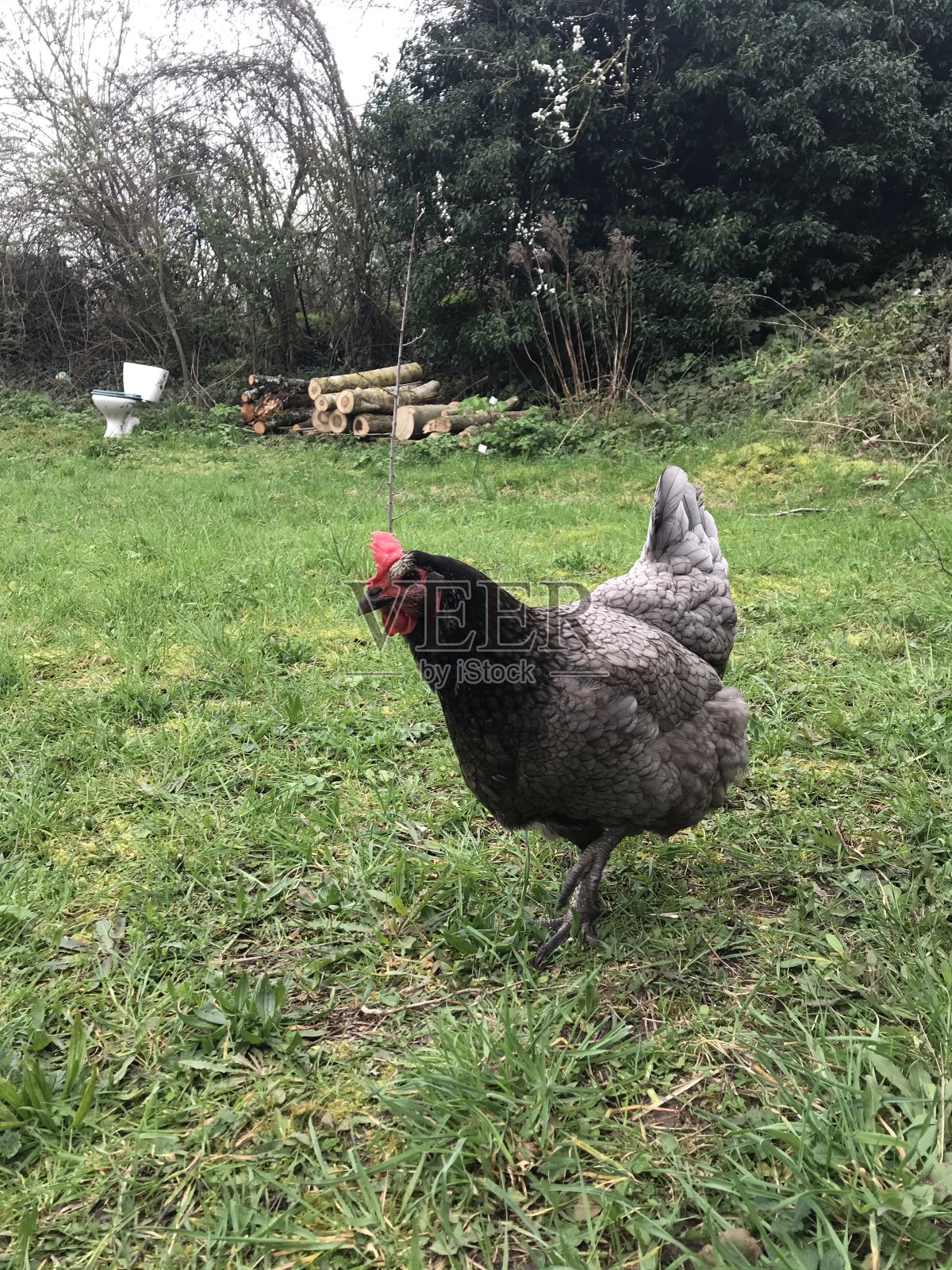 鸡照片摄影图片