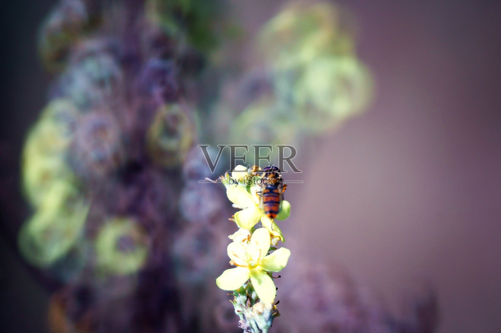 大自然中美丽昆虫的照片。美丽的野花和绿草。照片摄影图片