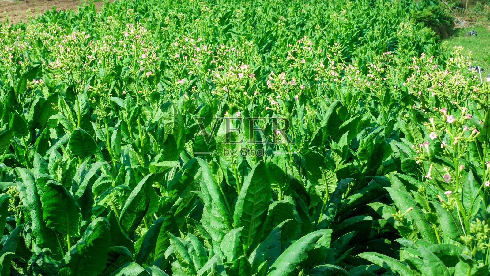 绿色树叶烟草照片摄影图片