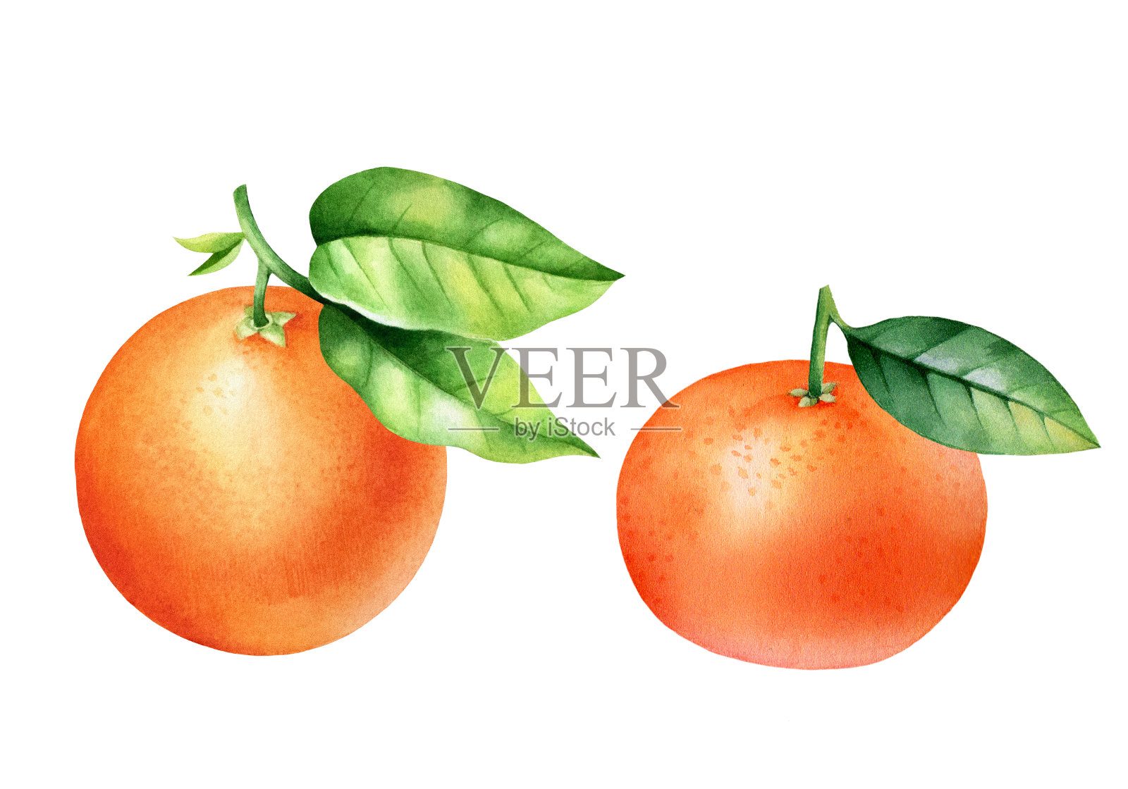 带叶的橙子和桔梗。水彩画的柑橘多汁的水果。设计元素图片