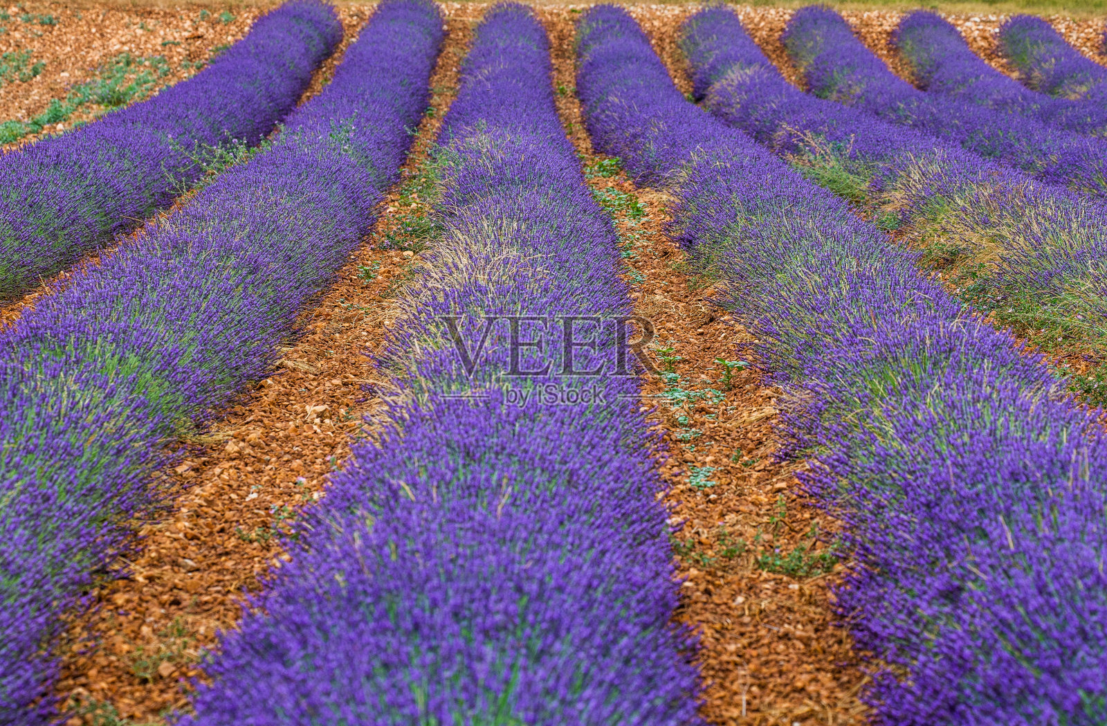 一小片薰衣草田和美丽的薰衣草丛。照片摄影图片