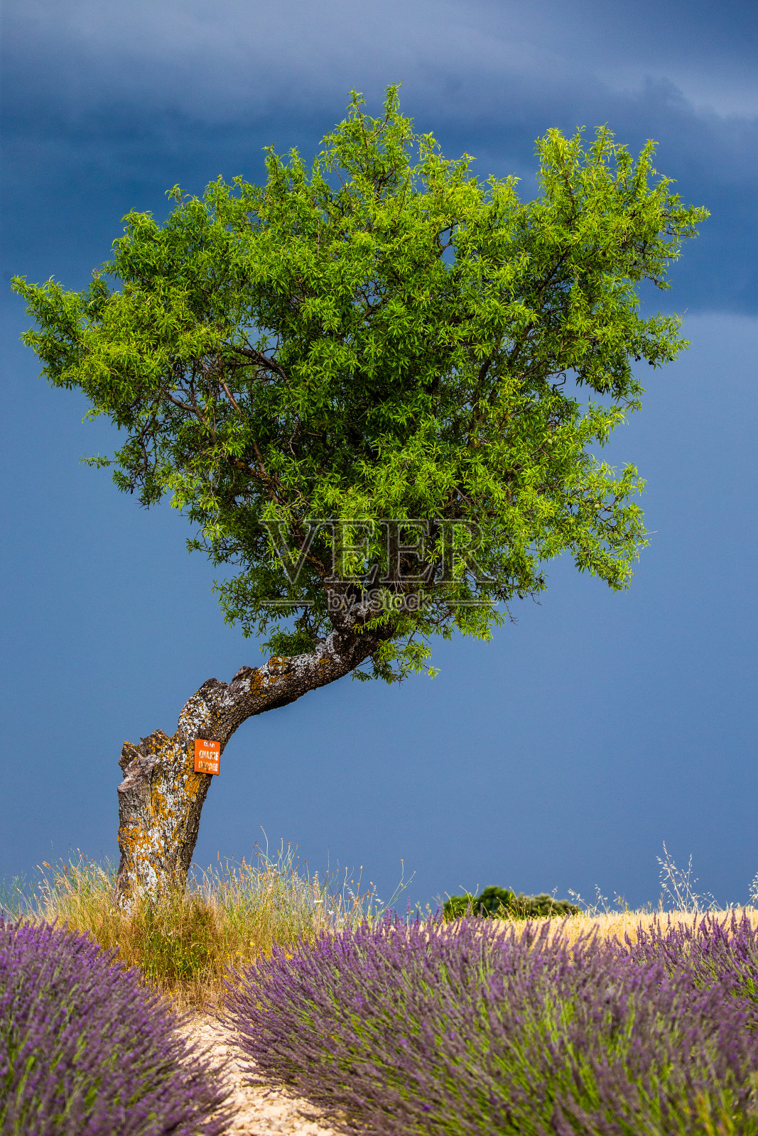 风景如画的树在薰衣草田和燕麦田中间。照片摄影图片
