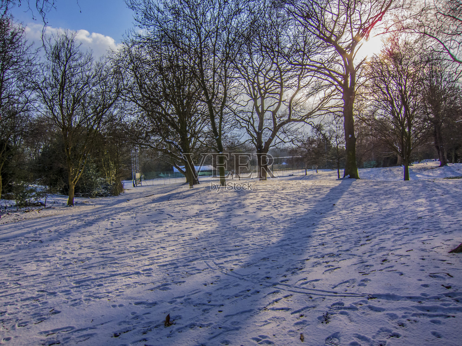 树在冬天的一天在下雪照片摄影图片