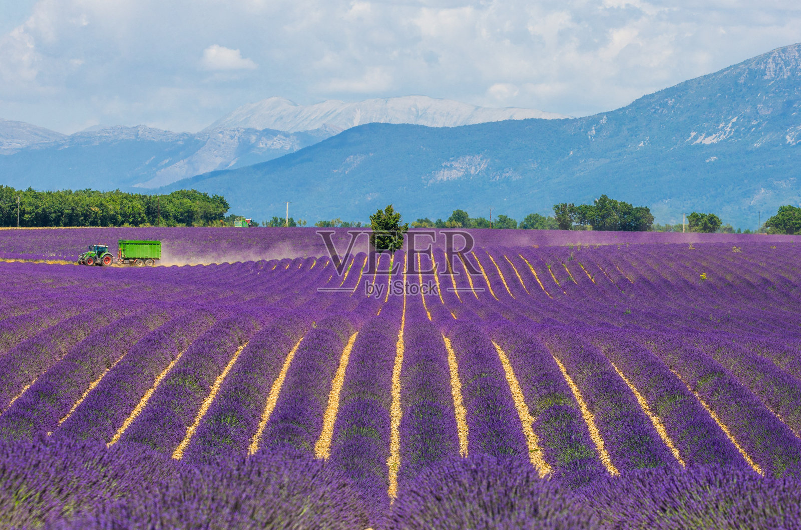 风景如画的薰衣草场。法国。照片摄影图片