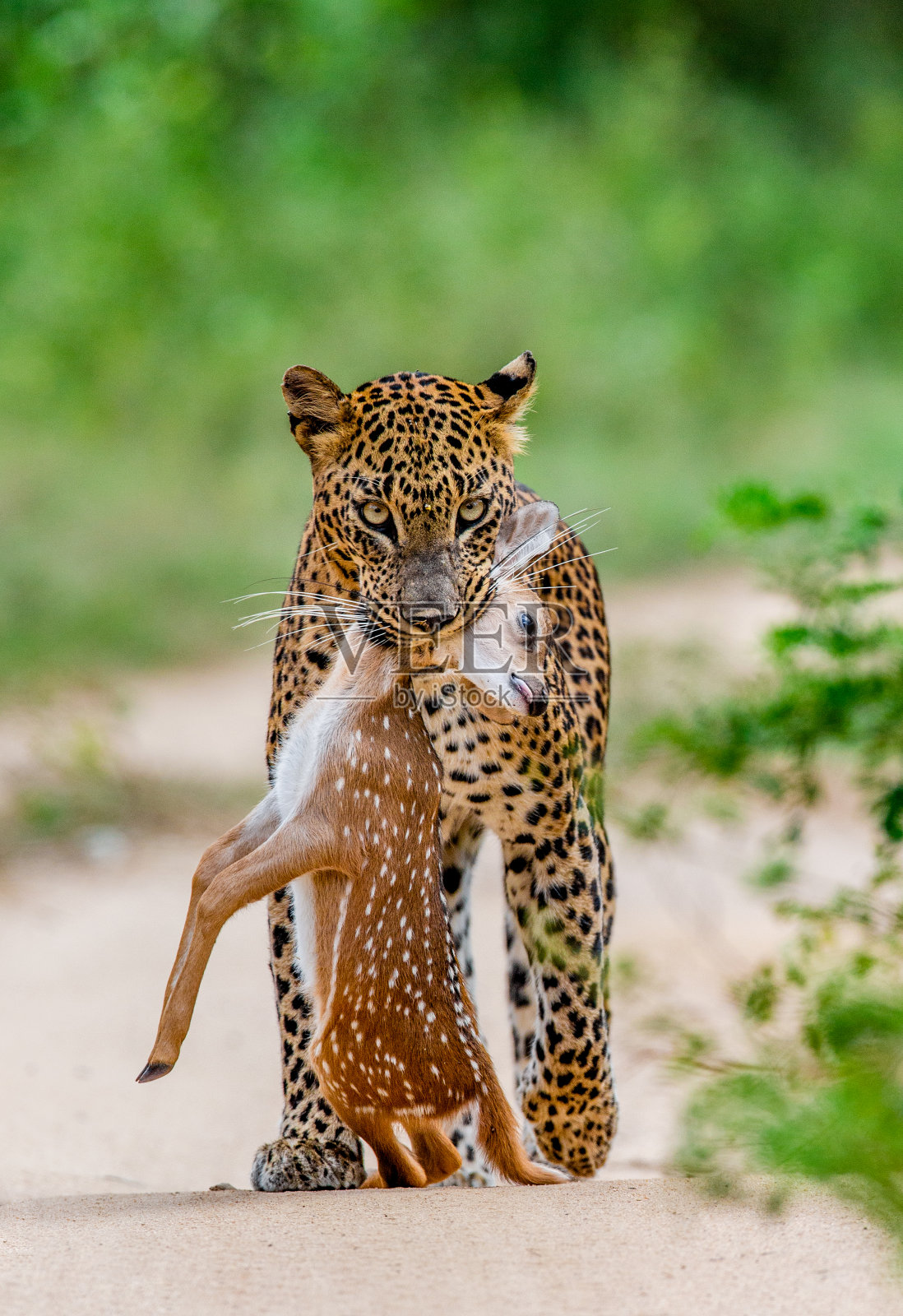 猎豹带着猎物在路上。照片摄影图片