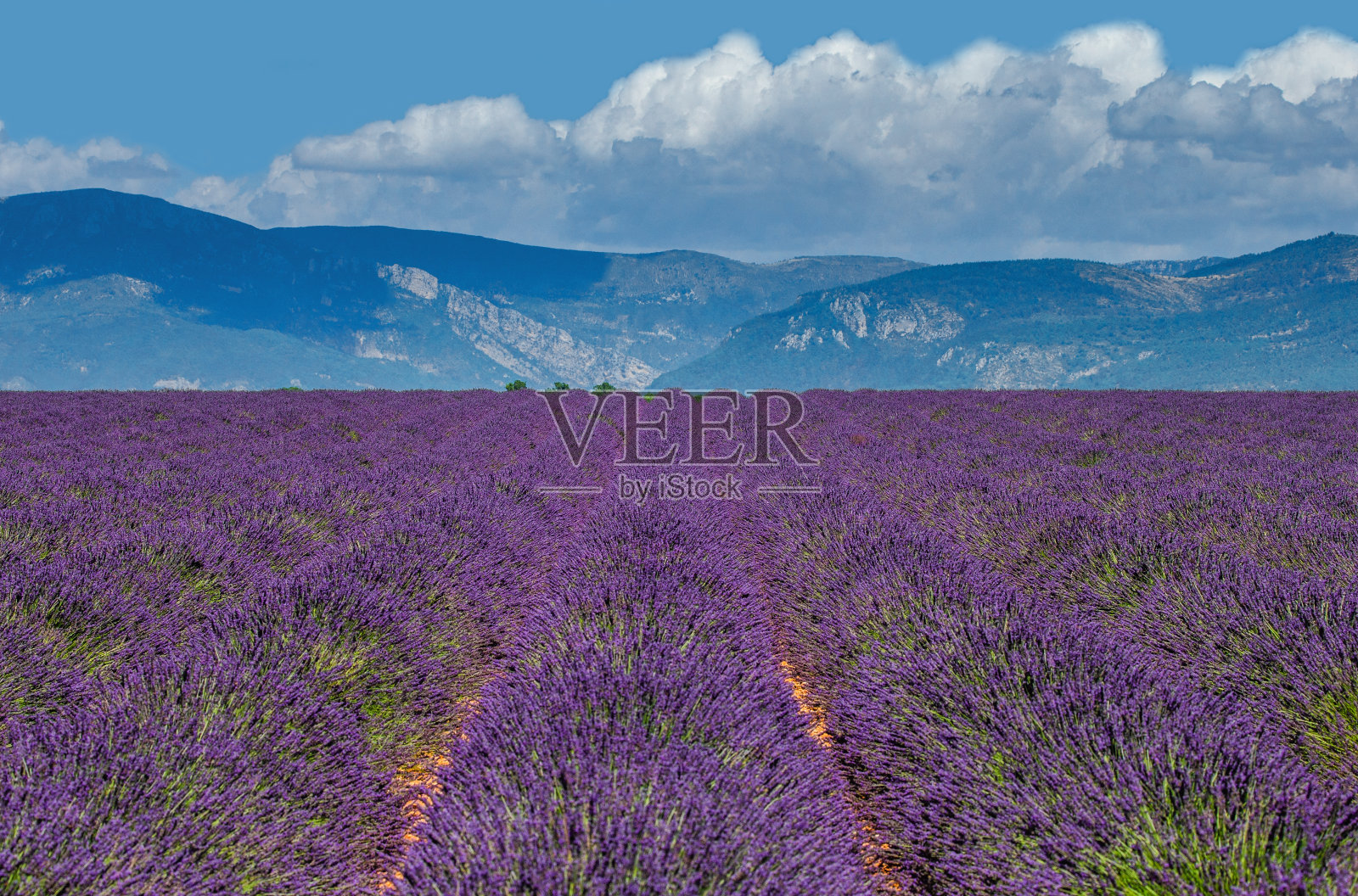风景如画的薰衣草田，映衬着远处美丽的天空和群山。照片摄影图片