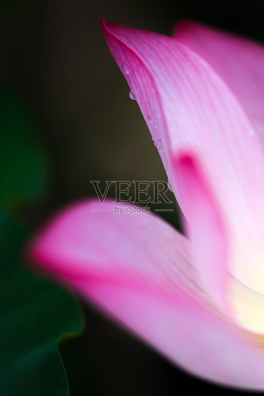 荷花盛开在夏日的池塘里，以绿叶为背景照片摄影图片